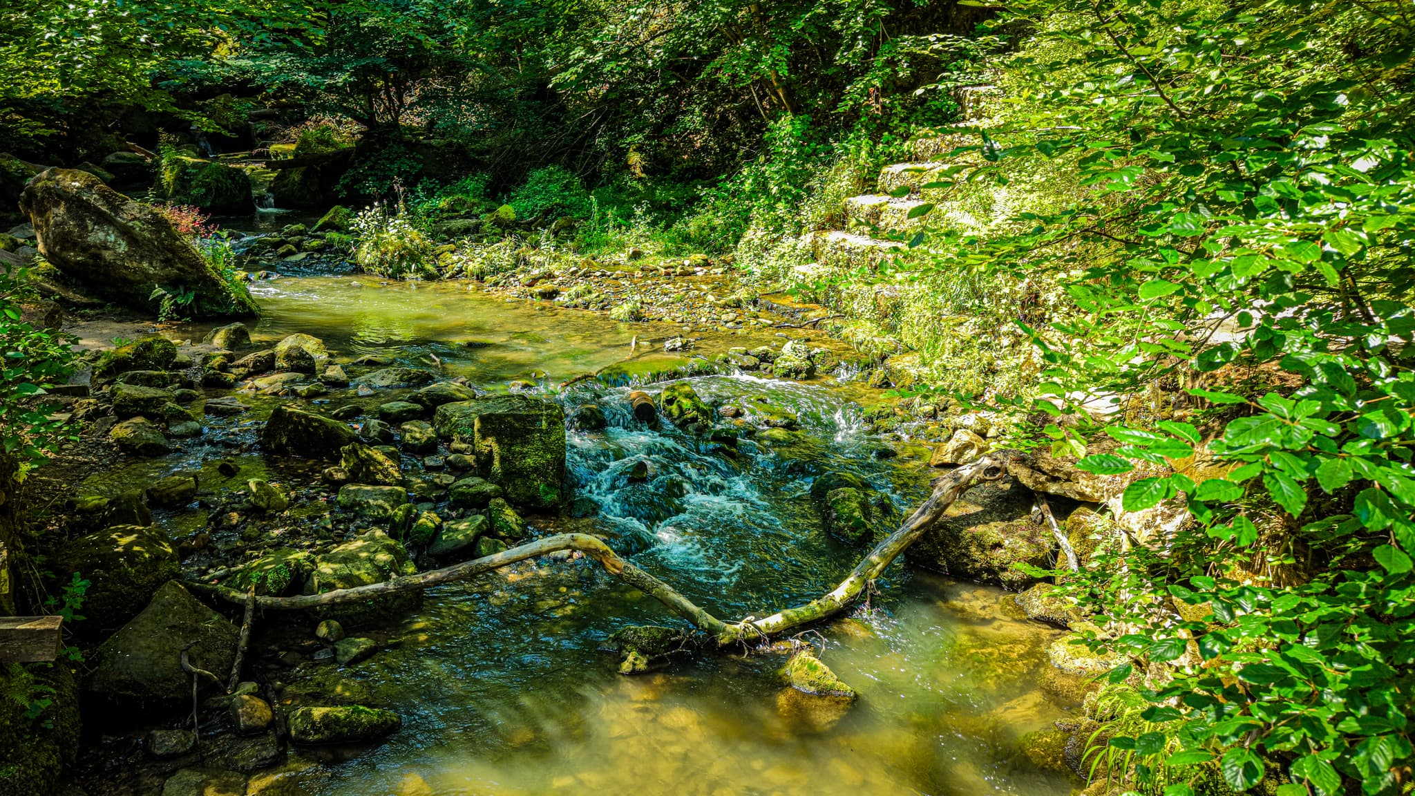 The Black Ernz in summer low water — clear over stone, the tree cover overhead cutting the light to a single shaft across the surface. The water has the quality of glass; the rocks below it are visible at depth.