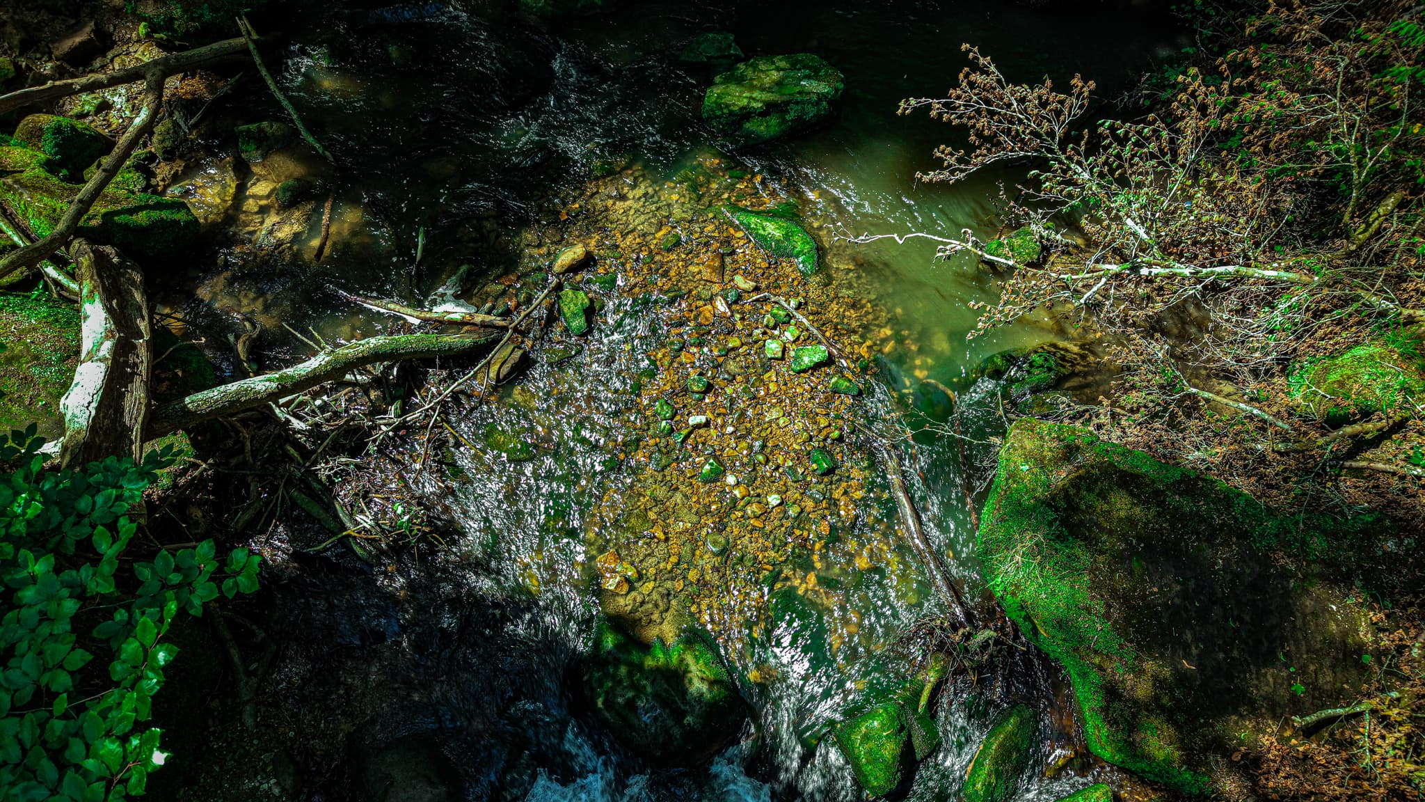 The Black Ernz in dappled afternoon light — fallen timber, golden pebbles, the current running amber in the shallows. The gorge filters the light before it reaches the water; by mid-afternoon the whole riverbed is the colour of old honey.