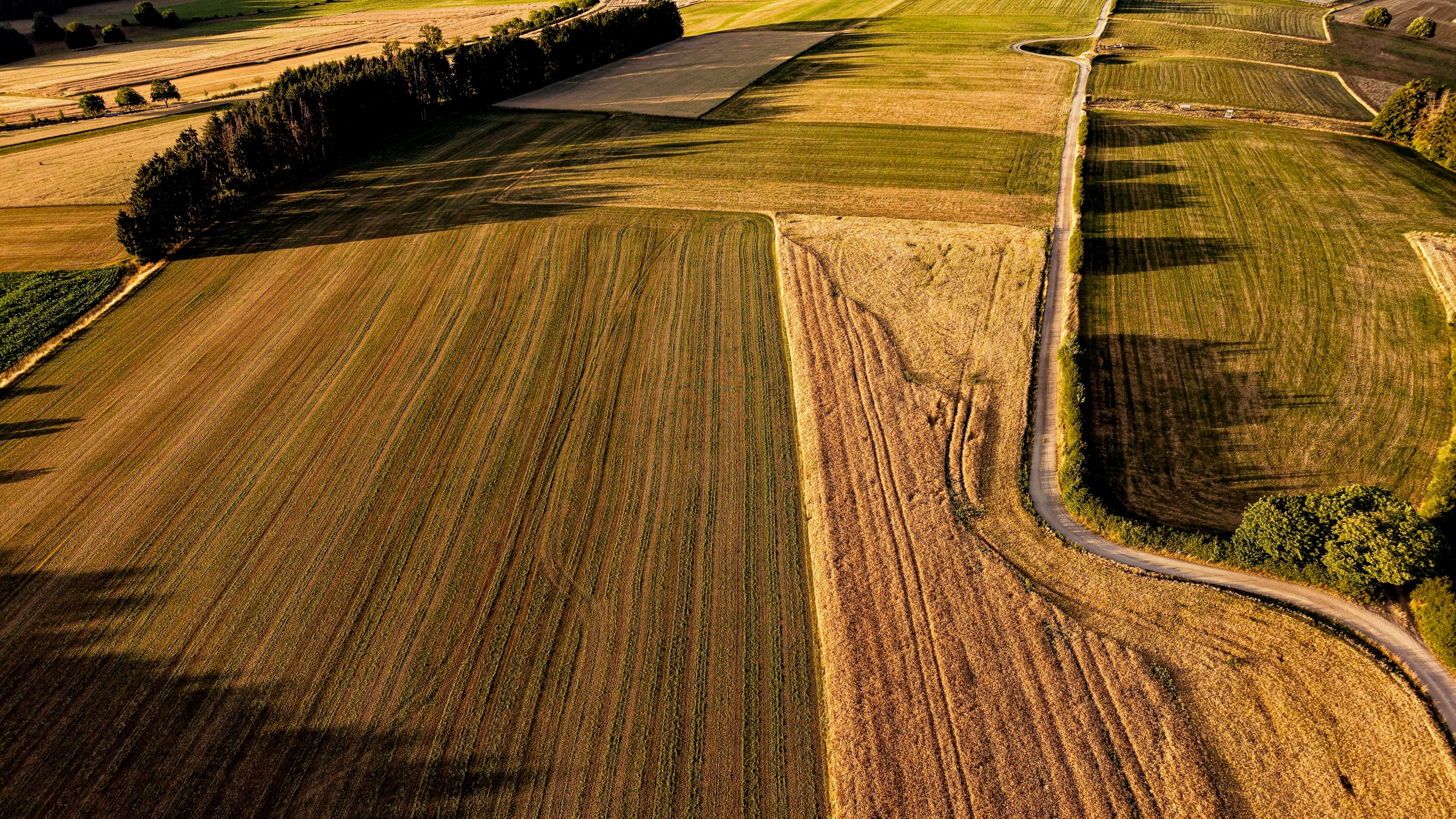 Summer Fields