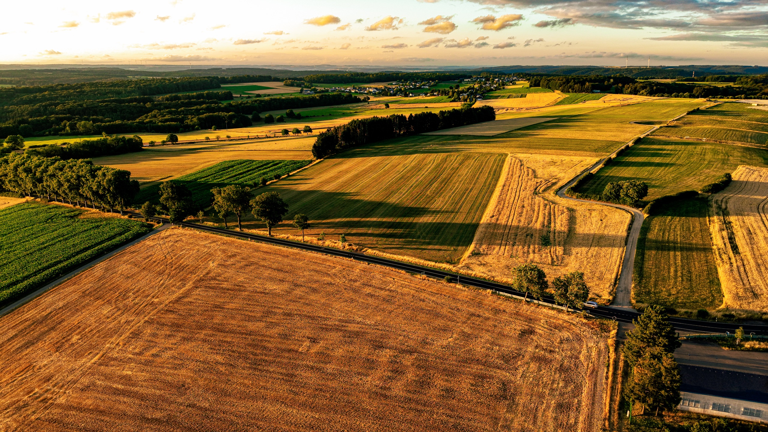 A tree-lined road cutting through harvested fields at Marienthal — amber stubble fields, long evening light, a distant village at the horizon