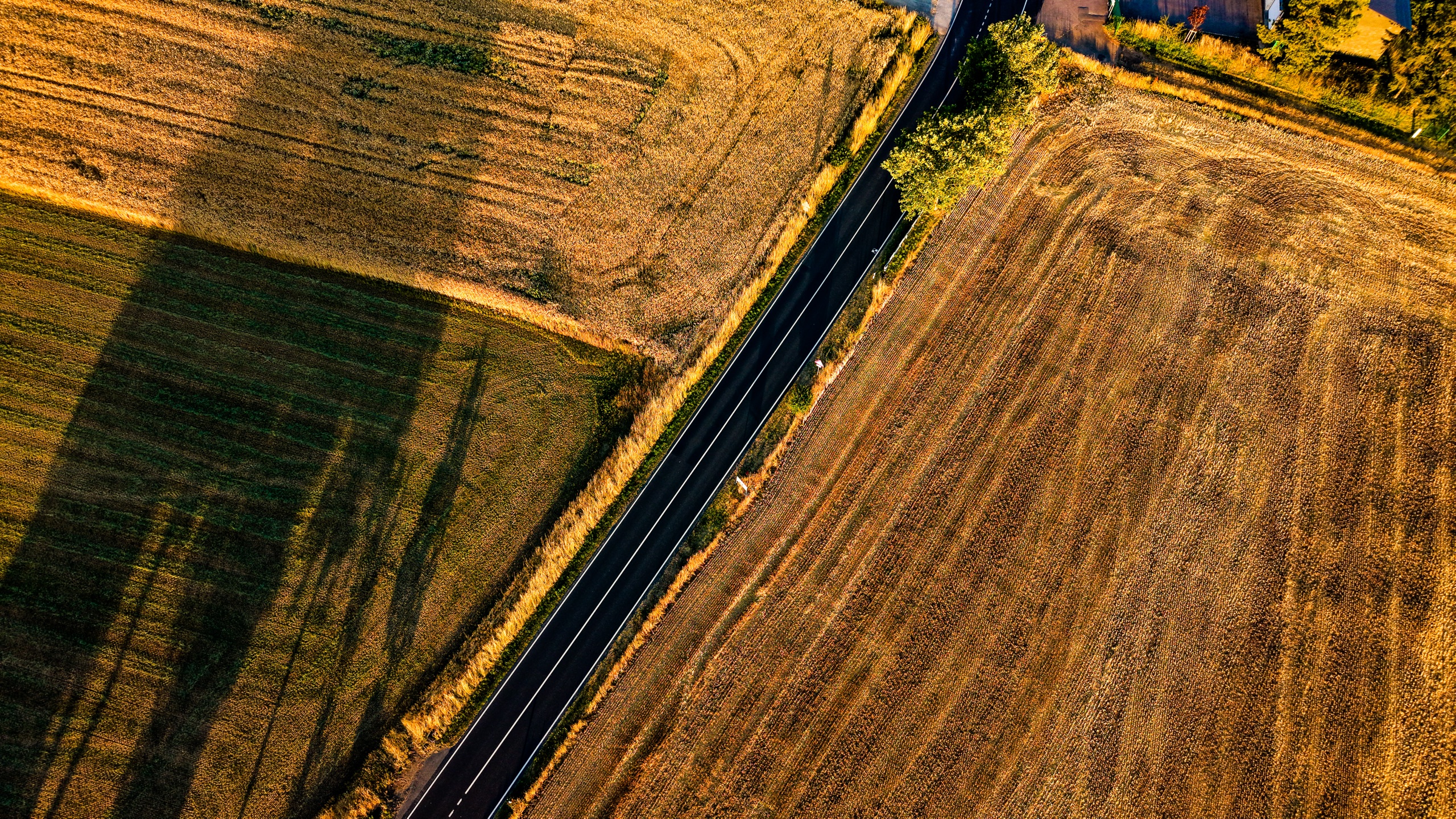 Near-nadir view of a road through harvest fields — long tree shadows cast diagonally across golden stubble in the last light of the day