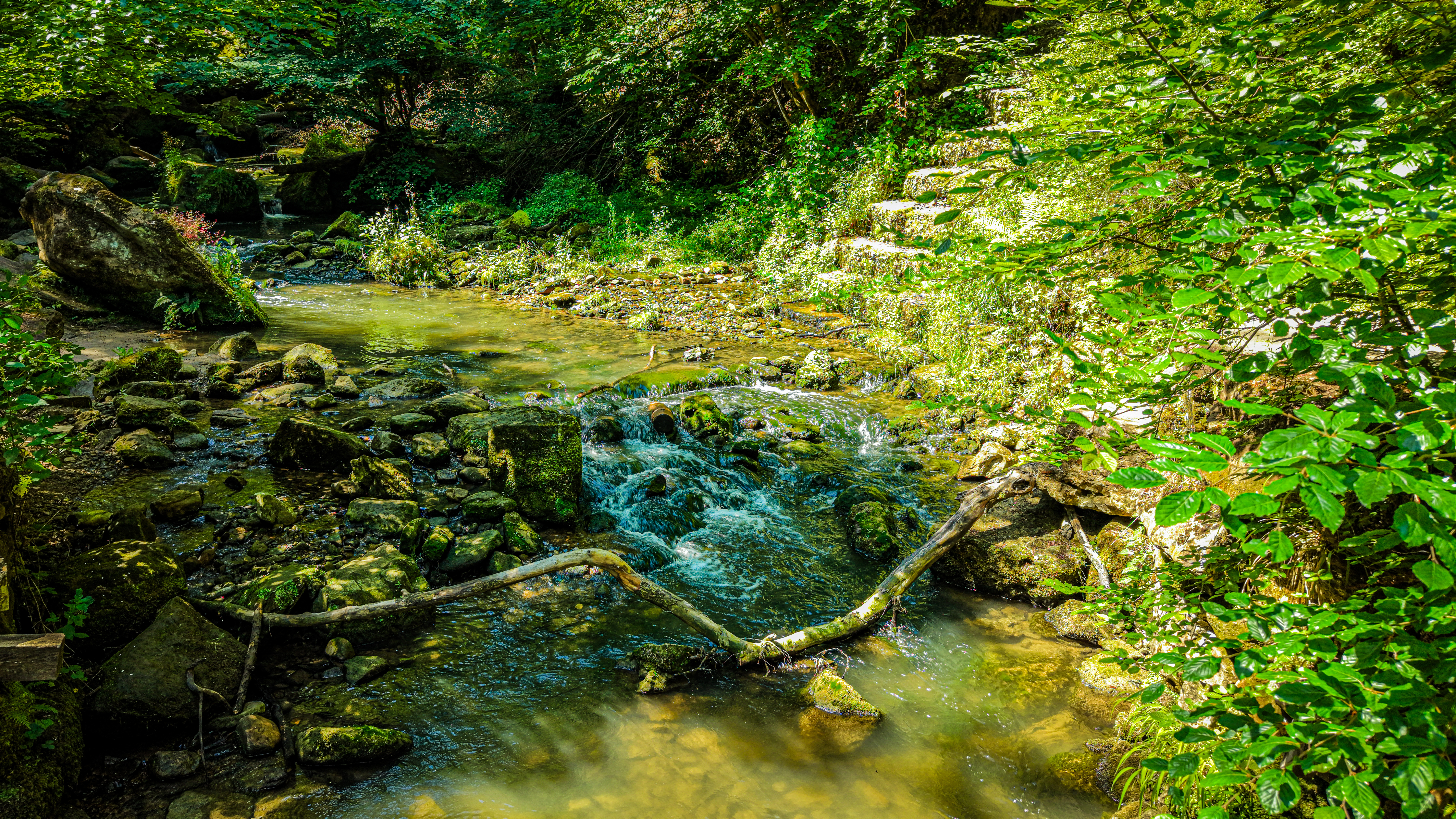 The Black Ernz in summer low water — clear over stone, the tree cover overhead cutting the light to a single shaft across the surface. The water has the quality of glass; the rocks below it are visible at depth.